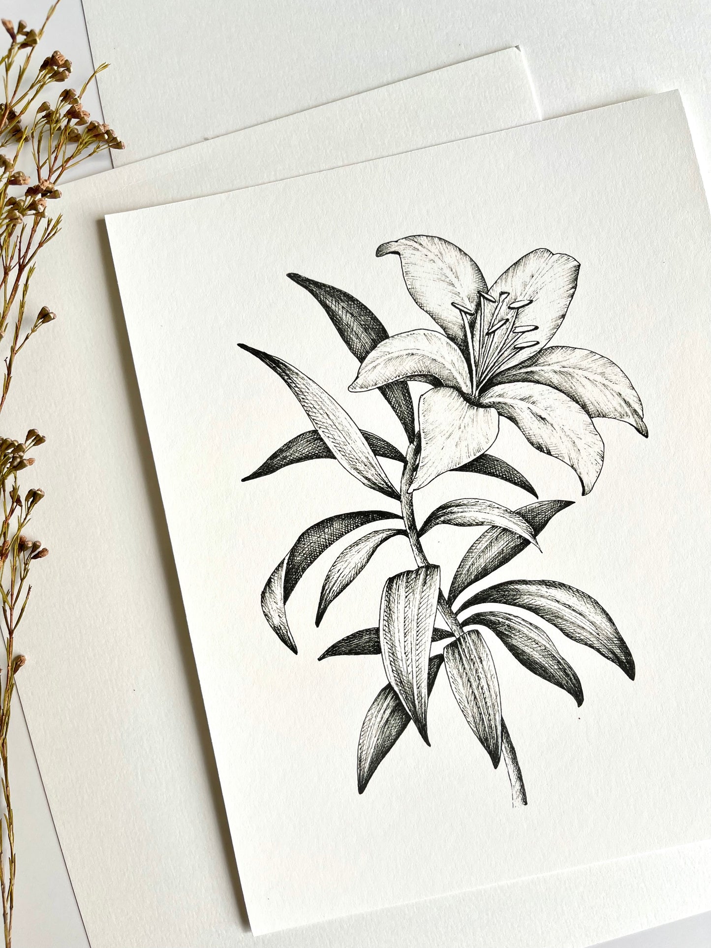 Lily in Light